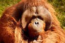 220px-Orangután_male