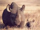 blackrhino