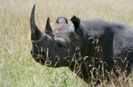 black-rhino