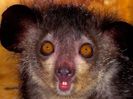 wolfe-art-aye-aye-madagascar