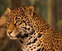 734px-Jaguar_head_shot