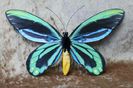 Ornithoptera_Alexandrae_Avatus