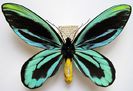 ornithoptera_alexandrae_m1