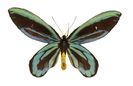 Ornithoptera_alexandrae_nash