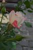 DSC_1181