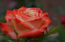 DSC_1195