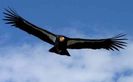 california-condor