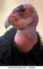 stock-photo-california-condor-gymnogyps-californianus-california-115906