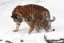 800px-Panthera_tigris_altaica_13_-_Buffalo_Zoo