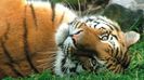 siberian_tiger_68322600