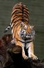 Siberian_Tiger_by_Malene_Th