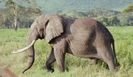 elefant