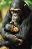 femela-cimpanzeu-201x300