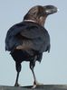 White-necked_Raven_Corvus_albicollis_Tanzania_3909_cropped_Nevit