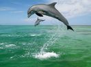 Delfines-saltando