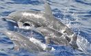 Poza_delfini