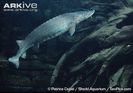 Lake-sturgeon-swimming
