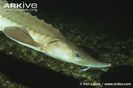 Lake-sturgeon-swimming (1)