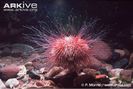 Edible-sea-urchin
