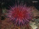 jms_PurpleSeaUrchin_90p_P9240067