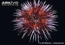 Underside-and-mouth-of-purple-sea-urchin