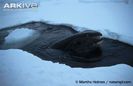 Bowhead-whale-at-blow-hole