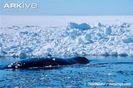 Bowhead-whale-at-surface