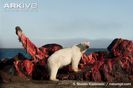 Bowhead-whale-carcass-with-polar-bear-scavenging-meat