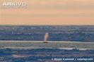 Bowhead-whale-exhaling-through-blowhole