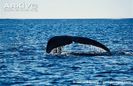 Bowhead-whale-tail