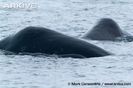 Two-bowhead-whales-surfacing