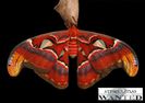 attacus-atlas-ok