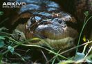 Green-anaconda-close-up