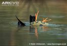 Green-anaconda-constricting-ibis-prey