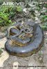 Green-anaconda-female-mating-with-3-males