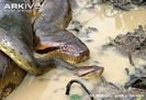 Green-anaconda-female-showing-sexual-dimorphism-beside-smaller-male