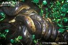 Green-anaconda-mating-ball