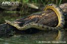 Green-anaconda-resting-on-tree-trunk