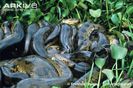 Green-anacondas-in-massive-breeding-ball