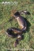 Green-anaconda-with-digesting-capybara-prey