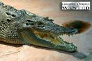 crocodylus-porosus-ok