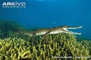Immature-saltwater-crocodile-swimming-above-coral-reef
