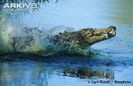 Saltwater-crocodile-emerging-from-water