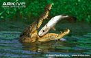 Saltwater-crocodile-feeding-on-barramundi