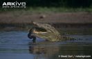 Saltwater-crocodile-feeding-on-file-snake