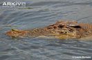 Saltwater-crocodile-head-detail