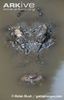 Saltwater-crocodile-semi-submerged-in-water