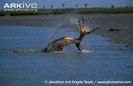 Saltwater-crocodile-thrashing-kangaroo-prey