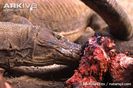 Komodo-dragon-at-carcass