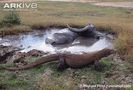 Komodo-dragon-next-to-wallowing-water-buffalo